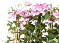 Clematis, (Clematis patens). Sorte: Nelly Moser, ca. 65cm hoch, im 14cm Topf