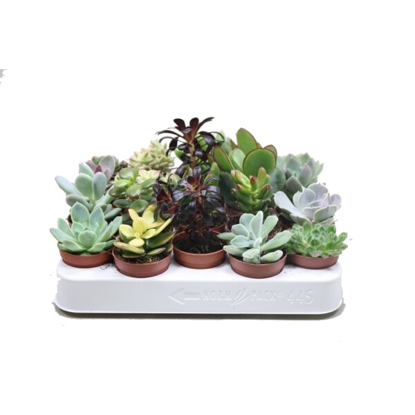 Sukkulenten, Mischung, je im 5,5cm Topf, Starter Set (20 Pflanzen im Set)