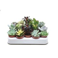 Sukkulenten, Mischung, je im 5,5cm Topf, Starter Set (20...