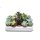 Sukkulenten, Mischung, je im 5,5cm Topf, Starter Set (20 Pflanzen im Set)