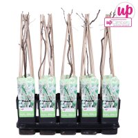 Blauregen, (Wisteria floribunda), Sorte: Alba, ca. 65cm hoch, im 15cm Topf