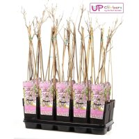 Blauregen, (Wisteria floribunda), Sorte: Rosea, ca. 65cm hoch, im 15cm Topf