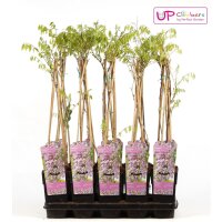 Blauregen, (Wisteria floribunda), Sorte: Rosea, ca. 65cm hoch, im 15cm Topf