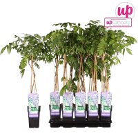 Blauregen, (Wisteria sinensis), Sorte: Prolific, ca. 65cm hoch, im 15cm Topf