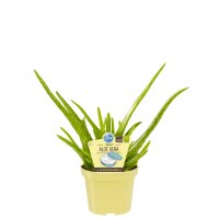 Bio Aloe Vera Sweet  (Aloe vera barbadensis Miller), im...