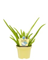 Bio Aloe Vera Sweet  (Aloe vera barbadensis Miller), im...