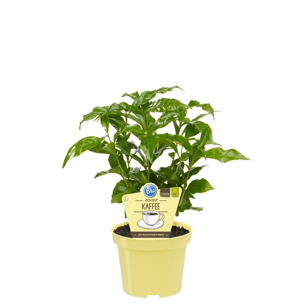 Bio Echter Kaffee Pflanze  (Coffea arabica) im 12cm Topf