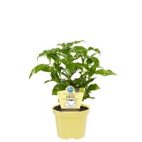Bio Echter Kaffee Pflanze  (Coffea arabica) im 12cm Topf