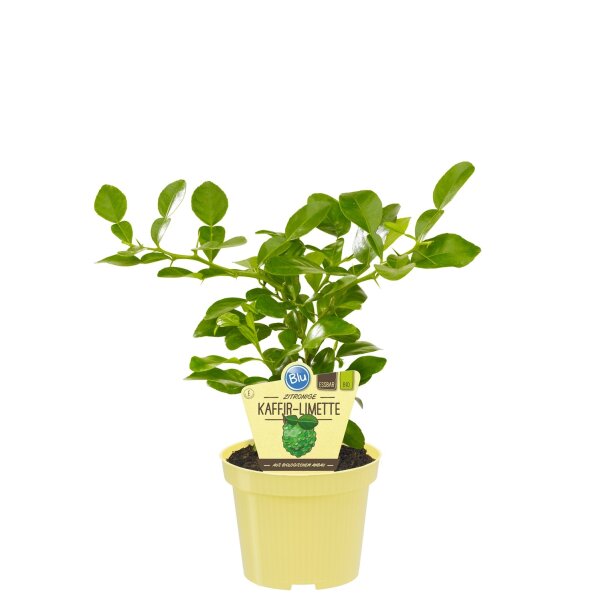 Bio zitronige Kaffir-Limette (Citrus hystrix) im 12cm Topf