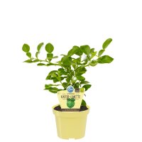 Bio zitronige Kaffir-Limette (Citrus hystrix) im 12cm Topf