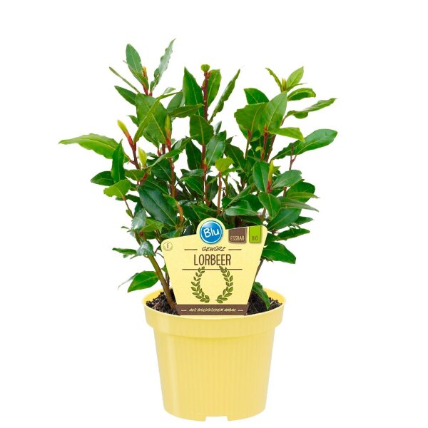Bio Gewürzlorbeer im 12cm Topf