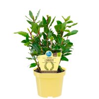 Bio Gewürzlorbeer im 12cm Topf