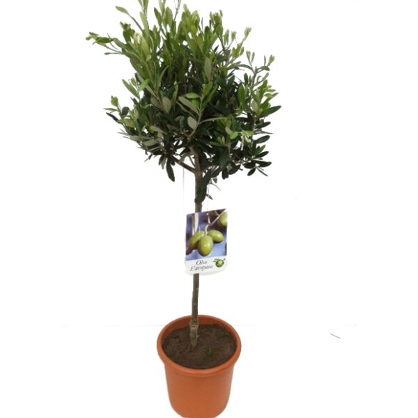 Olivenbaum - Hochstamm, (Olea europea), ca. 80cm hoch im ca. 19cm Topf