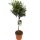 Olivenbaum - Hochstamm, (Olea europea), ca. 80cm hoch im ca. 19cm Topf
