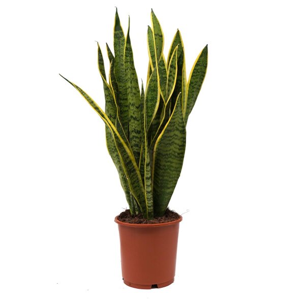 Sanseveria, (Sanseveria laurentii), ca. 50cm hoch, 14cm Topf