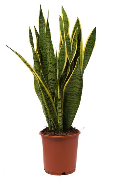 Sanseveria, (Sanseveria laurentii), ca. 50cm hoch, 14cm Topf