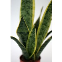 Sanseveria, (Sanseveria laurentii), ca. 50cm hoch, 14cm Topf