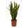 Sanseveria, (Sanseveria laurentii), ca. 50cm hoch, 14cm Topf