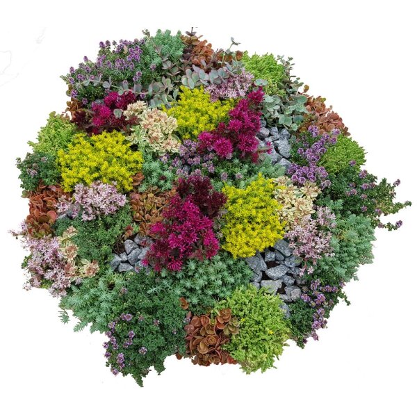 Steingarten Stauden Mischung, verschiedene winterharte Stauden, je im 12cm Topf (6 Pflanzen)