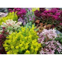 Steingarten Stauden Mischung, verschiedene winterharte Stauden, je im 12cm Topf (6 Pflanzen)