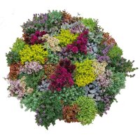 Steingarten Stauden Mischung, verschiedene winterharte Stauden, je im 12cm Topf (12 Pflanzen)