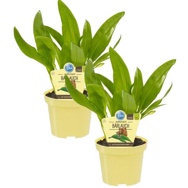 Bio Bärlauch, (Allium ursinum), je im 12cm Topf, 2 Pflanzen im Set
