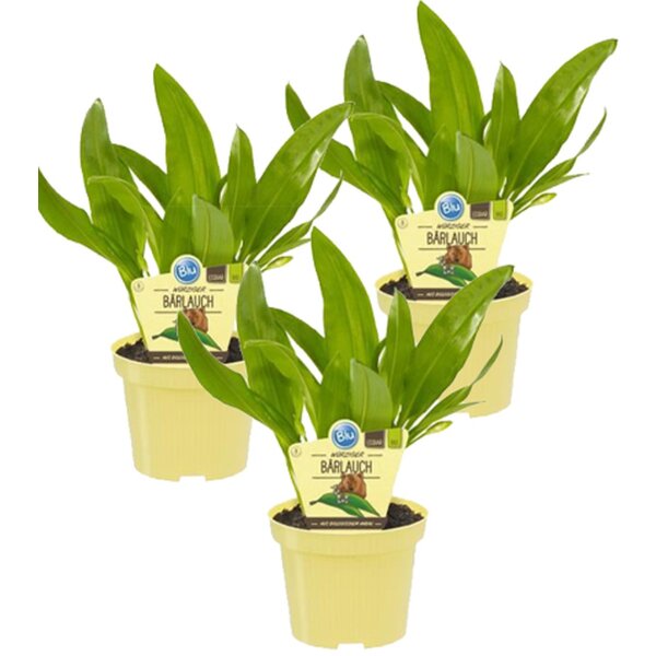 Bio Bärlauch, (Allium ursinum), je im 12cm Topf, 3 Pflanzen im Set