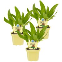 Bio Bärlauch, (Allium ursinum), je im 12cm Topf, 3...