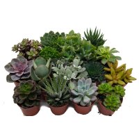 Sukkulenten Mischung, je im 10cm Topf, ca. 20cm hoch, 8 St&uuml;ck