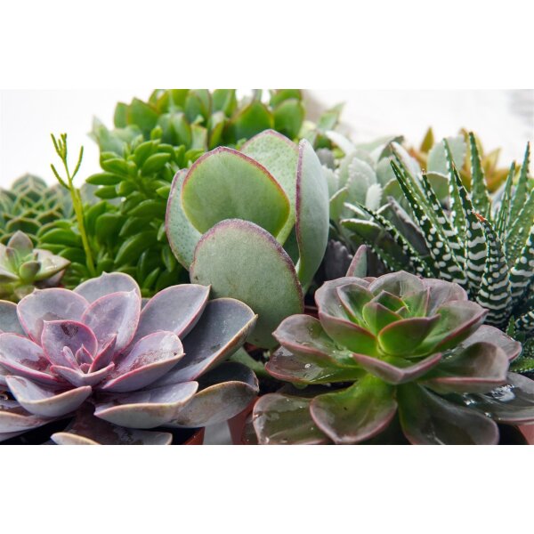 Sukkulenten Mischung, je im 10cm Topf, ca. 20cm hoch, 12 Stück