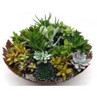 Sukkulenten Mischung, je im 10cm Topf, ca. 20cm hoch, 12 St&uuml;ck