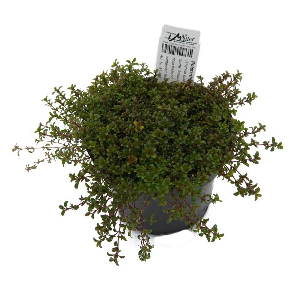 Polsterthymian (Thymus praecox), im 12cm Topf