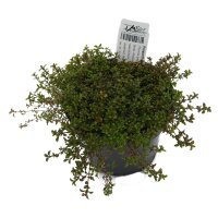 Polsterthymian (Thymus praecox), im 12cm Topf
