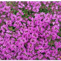 Polsterthymian (Thymus praecox), im 12cm Topf