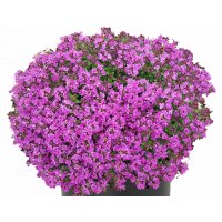 Polsterthymian (Thymus praecox), im 12cm Topf