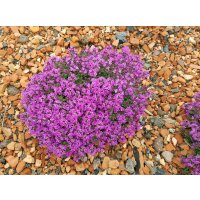 Polsterthymian (Thymus praecox), im 12cm Topf