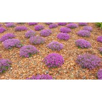 Polsterthymian (Thymus praecox), im 12cm Topf