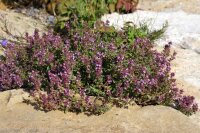 Polsterthymian (Thymus praecox), im 12cm Topf