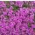 Polsterthymian (Thymus praecox), im 12cm Topf