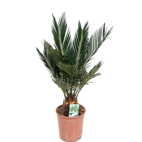 Palmfarn, (Cycas revolutaca). ca. 70cm hoch, im 19cm Topf