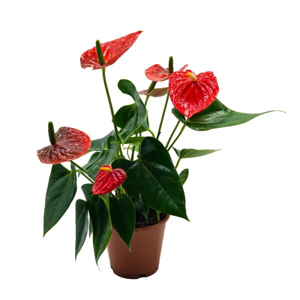 Flamingoblume, (Anthurium), Sorte: Red Champion, im 12cm Topf
