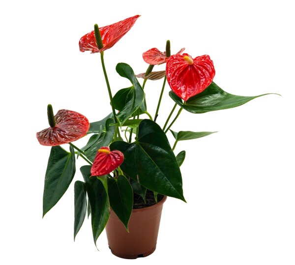 Flamingoblume, (Anthurium), Sorte: Red Champion, im 12cm Topf