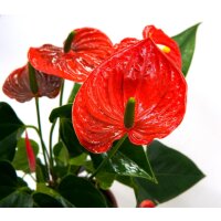Flamingoblume, (Anthurium), Sorte: Red Champion, im 12cm...