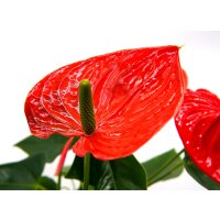 Flamingoblume, (Anthurium), Sorte: Red Champion, im 12cm Topf
