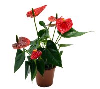 Flamingoblume, (Anthurium), Sorte: Red Champion, im 12cm...