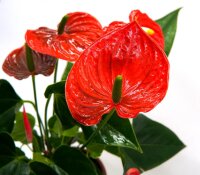 Flamingoblume, (Anthurium), Sorte: Red Champion, im 12cm...