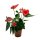 Flamingoblume, (Anthurium), Sorte: Red Champion, im 12cm Topf