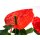 Flamingoblume, (Anthurium), Sorte: Red Champion, im 12cm Topf