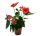 Flamingoblume, (Anthurium), Sorte: Red Champion, im 12cm Topf