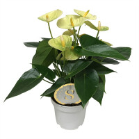 Flamingoblume, (Anthurium), Sorte: Vanilla, im 12cm Topf